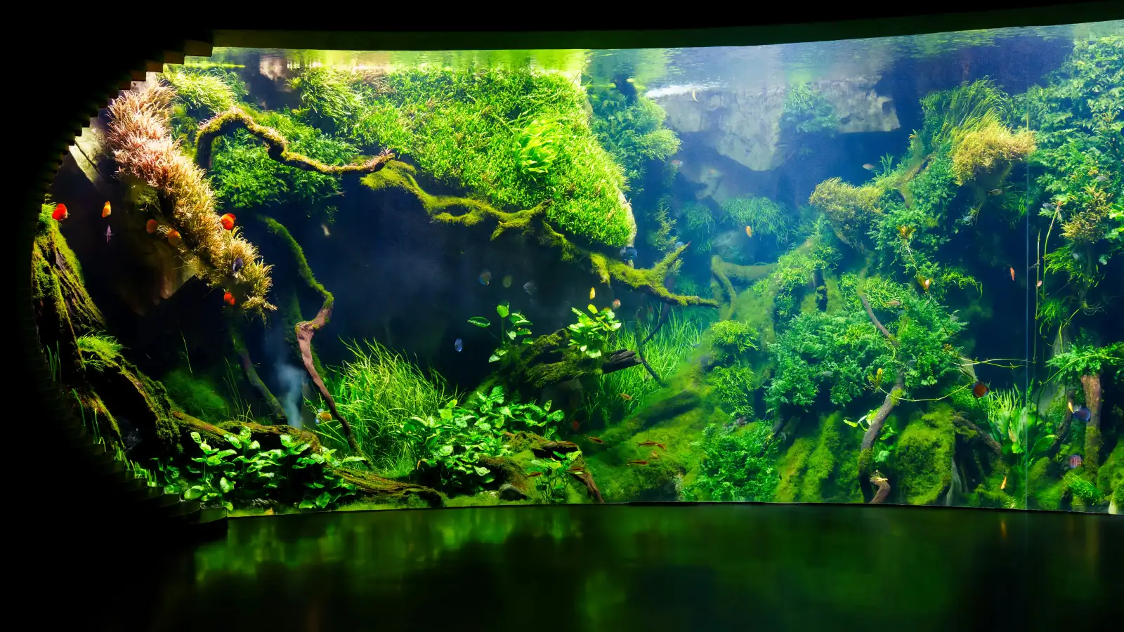 A large planted aquarium with moss-covered driftwood, aquatic plants and small fish
