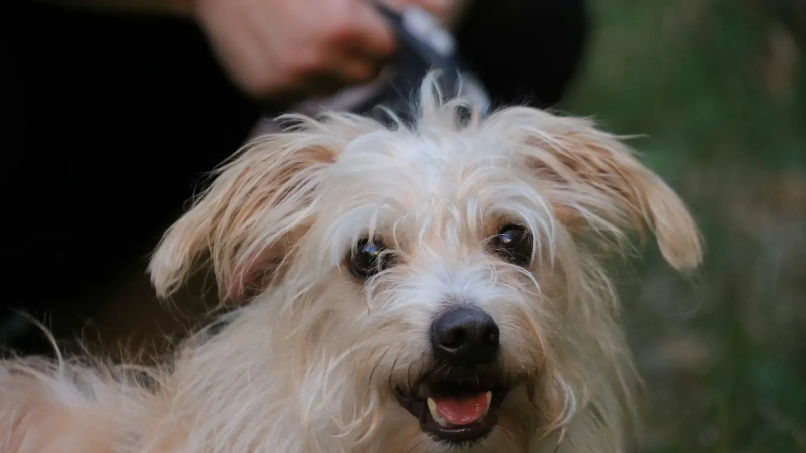 A scruffy dog having its coat brushed outdoors